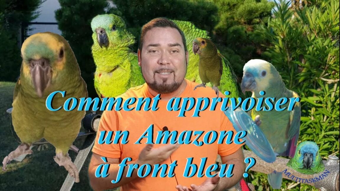 Comment apprivoiser une Amazone ?