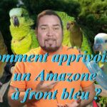 Comment apprivoiser une Amazone ?