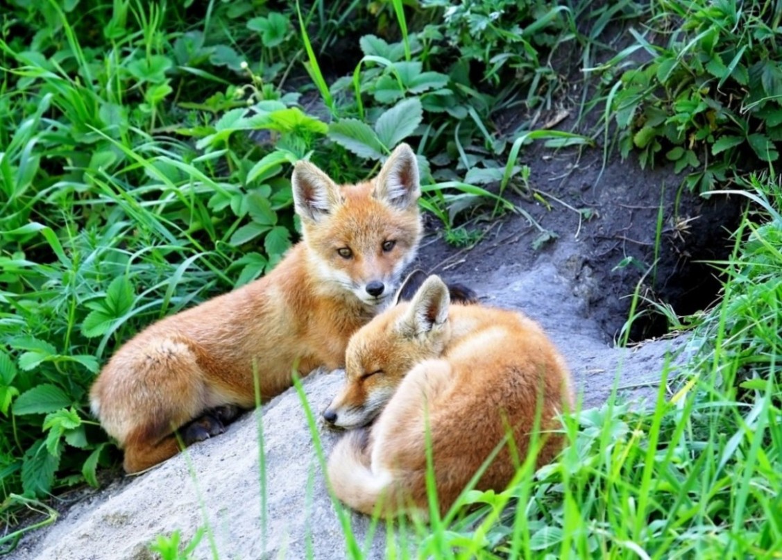 Comment élever un renard ?