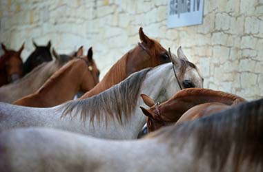 Comment faire pour approcher un cheval sauvage ?