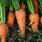 Comment faire pousser des graines de carottes ?