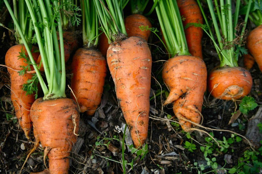 Comment faire pousser des graines de carottes ?