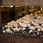 Comment faire une farm à champignon ?