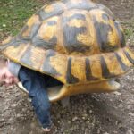 Comment grandit la carapace d'une tortue ?