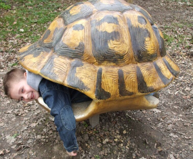 Comment grandit la carapace d'une tortue ?