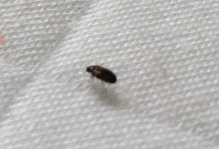 Comment identifier un insecte dans la maison ?