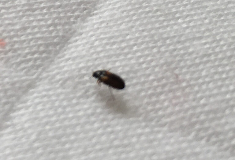 Comment identifier un insecte dans la maison ? — free download