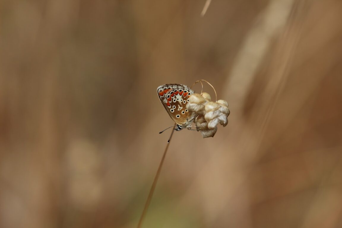 Comment identifier un insecte inconnu ?