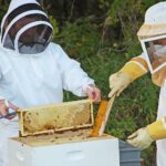 Comment récolter le miel dans une ruche ?