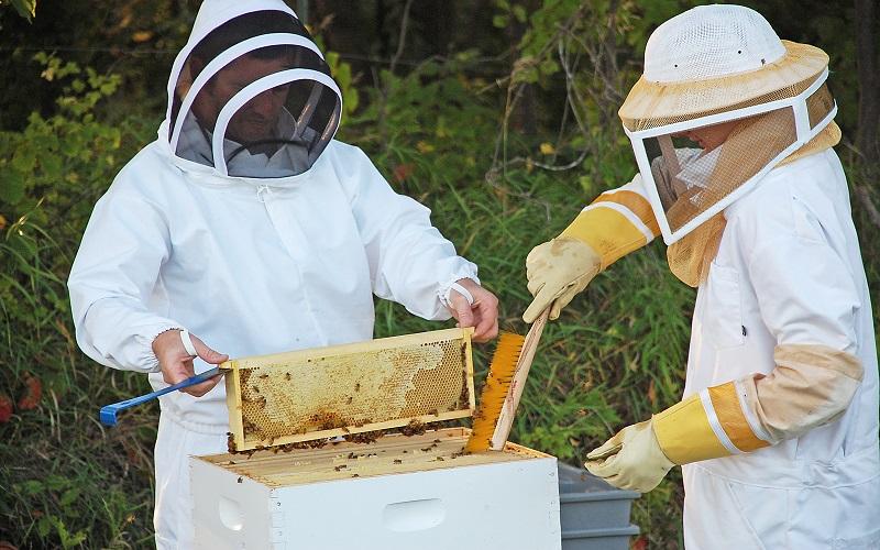 Comment récolter le miel dans une ruche ?