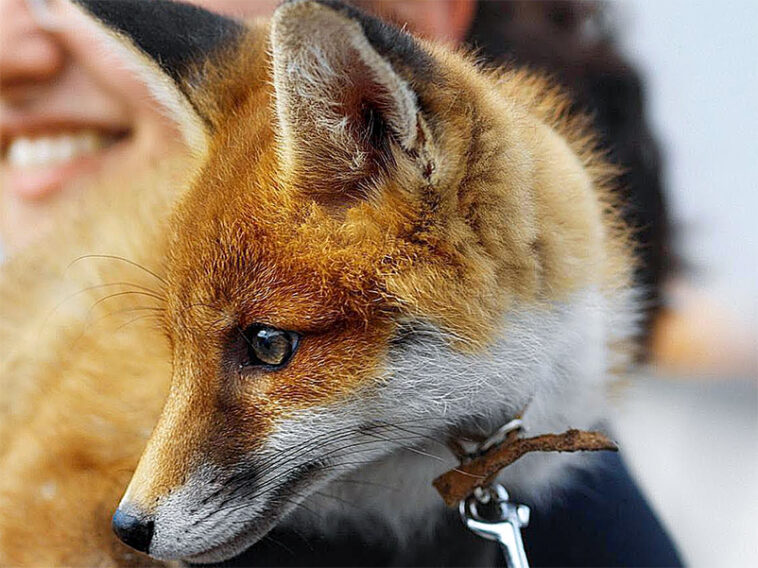 Est-il possible d'avoir un renard ?