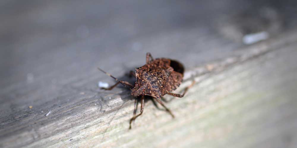 Quels insectes dans la maison ?