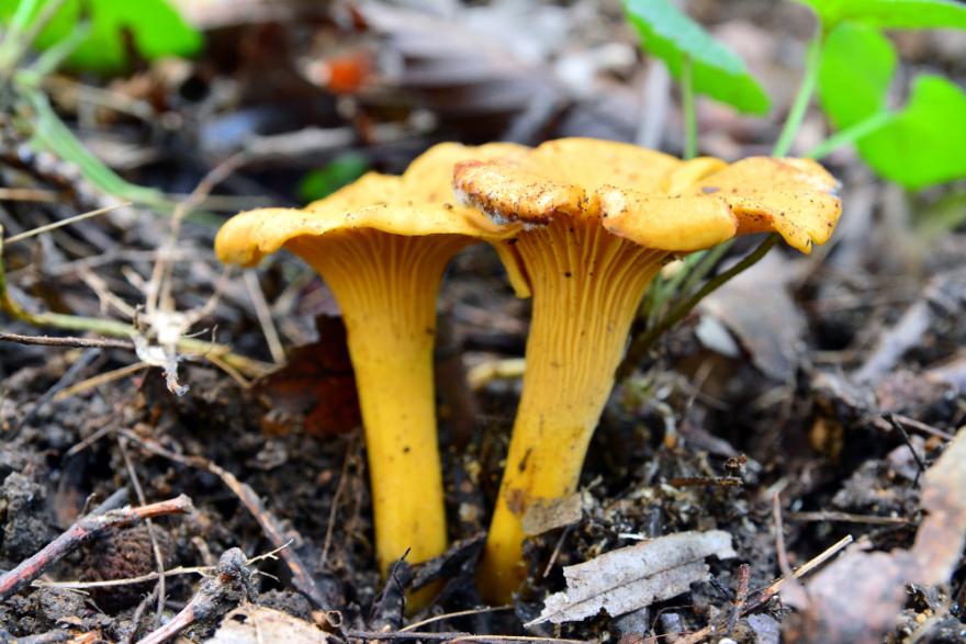 Quels sont les champignons non comestibles ?
